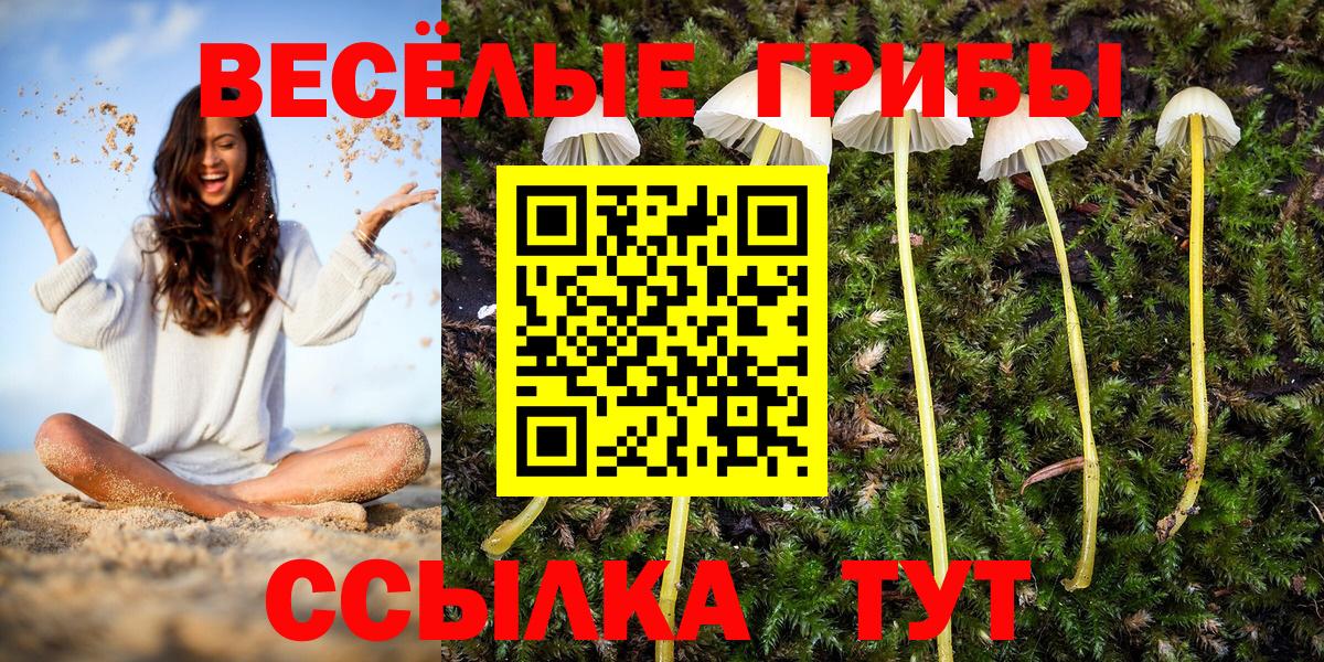 Урюпинск  цена   Вход с VPN  Псилоцибиновые грибы Cubensis 